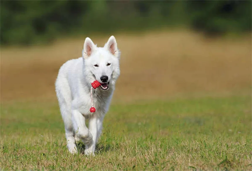 猫の歯石除去の費用はいくら？ 平均相場と内訳を徹底解説