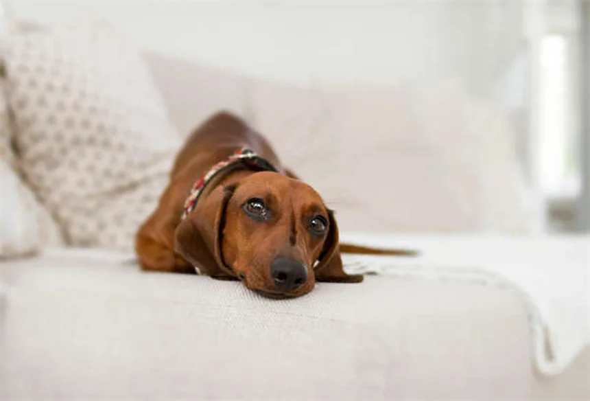 ペットの散歩の健康効果10選！愛犬の心と体を育む秘訣とは