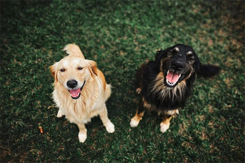 動物病院の薬局を理解する5つのポイント：ペットの薬の基本と安全な使い方