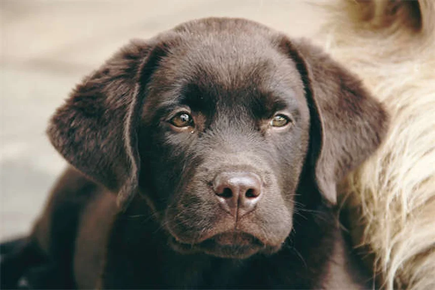 愛犬を失った悲しみを乗り越える方法：ペットロスの癒しと向き合い方