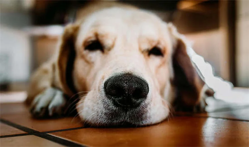 子犬の生後7週間｜成長ステージごとの発達・ケア完全ガイド