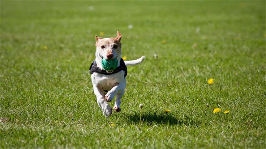 子犬の歯の生え変わり完全ガイド：時期から対処法まで徹底解説
