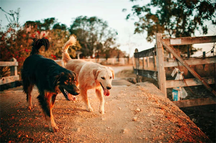 犬の飛びつきを直す効果的な方法｜今すぐできる実践的なコツ