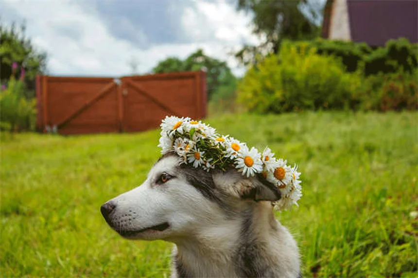 犬の飛びつきを直す効果的な方法｜今すぐできる実践的なコツ