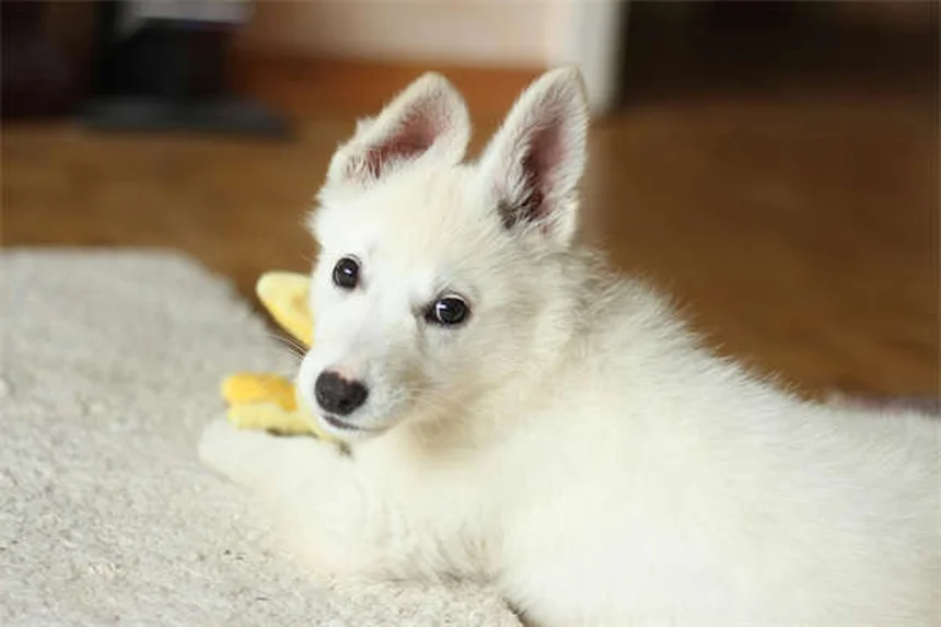 プレドニゾンの副作用を防ぐ！飼い主ができる3つの重要なこと