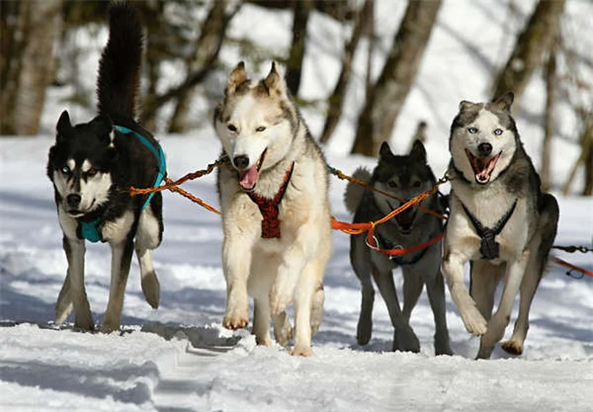 犬を叱るのは逆効果？褒めるだけで問題行動が改善する理由