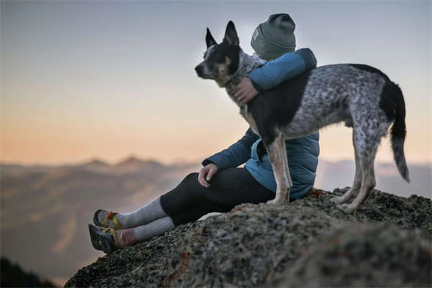 犬を叱るのは逆効果？褒めるだけで問題行動が改善する理由
