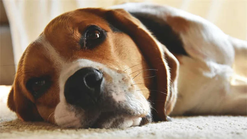 犬のDIC診断と治療で知っておくべき5つの重要ポイント
