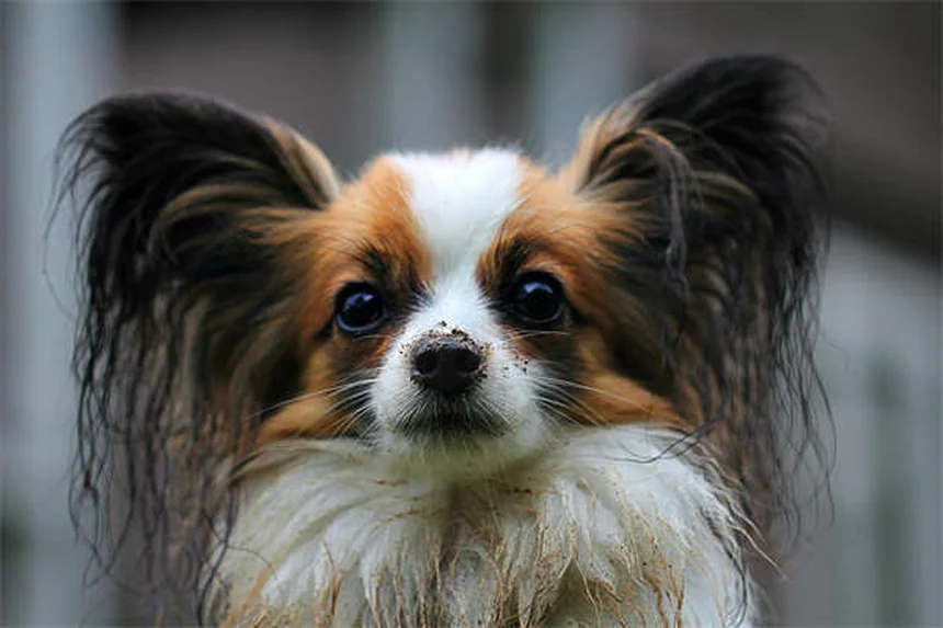 犬の不安症薬、実際に使ってわかったこと。獣医師との相談で後悔しないためのチェックリスト