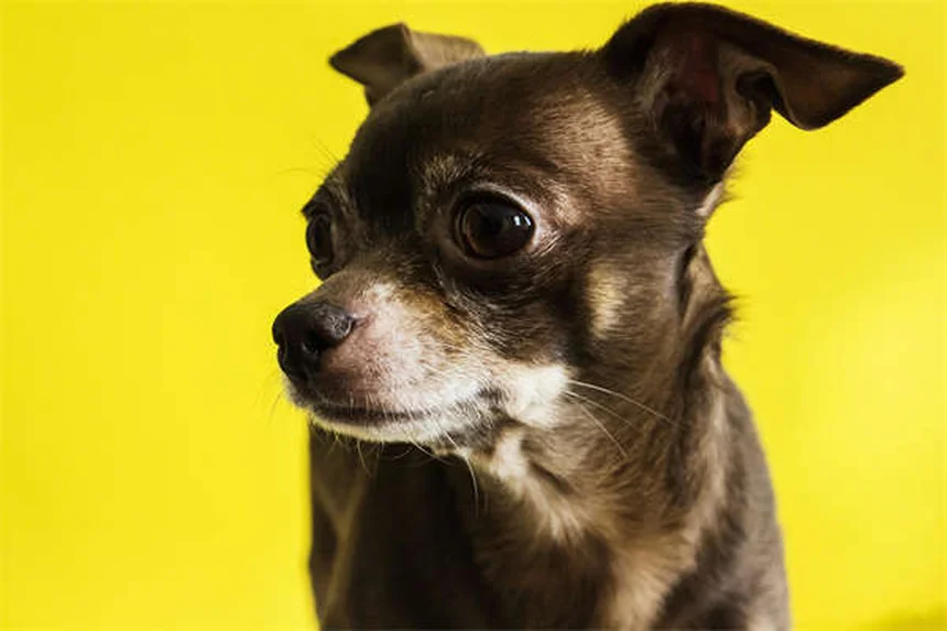犬を迎える前に絶対にNGな6つの行動【失敗しないための完全ガイド】