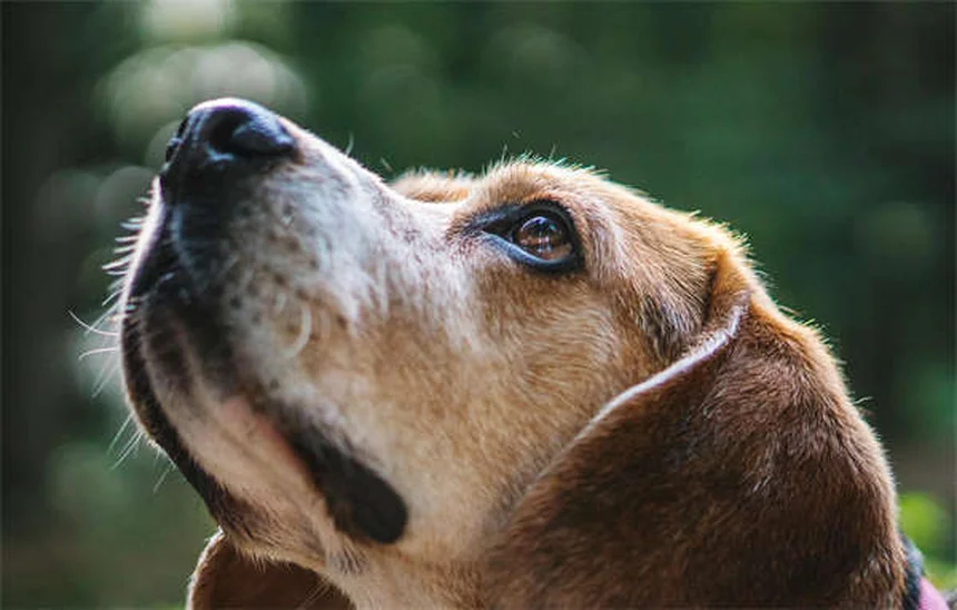 ペットと旅行する5つの必須ポイント｜愛犬・愛猫と安全に楽しむコツ
