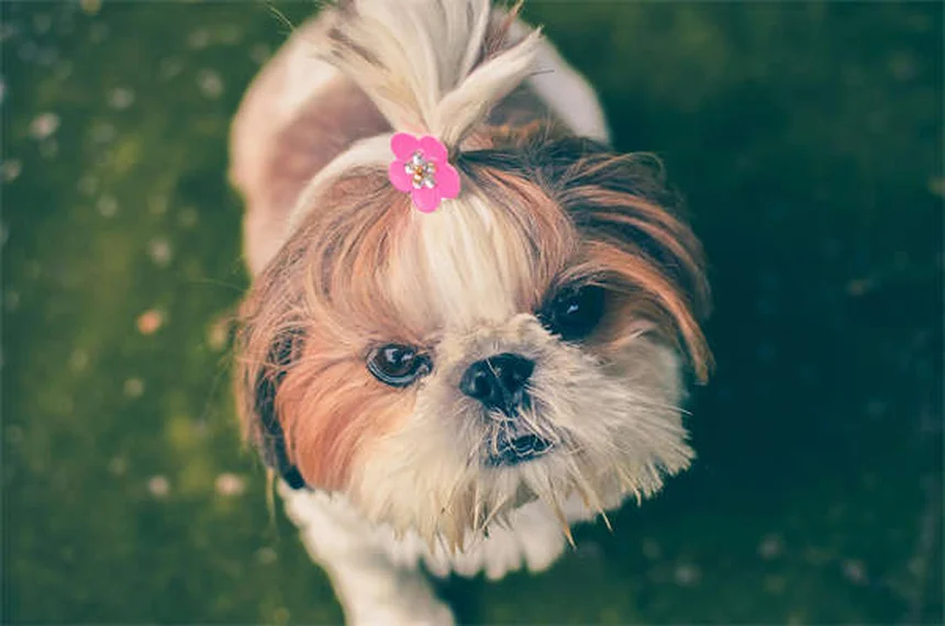 ペットと旅行する5つの必須ポイント｜愛犬・愛猫と安全に楽しむコツ