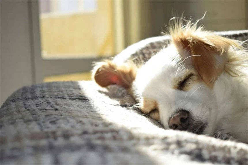 ペットと旅行する5つの必須ポイント｜愛犬・愛猫と安全に楽しむコツ