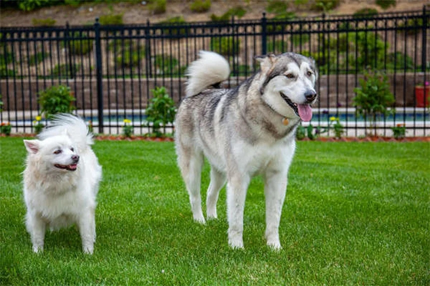 犬のスノーノーズとは？原因から見分け方、心配すべき症状まで徹底解説