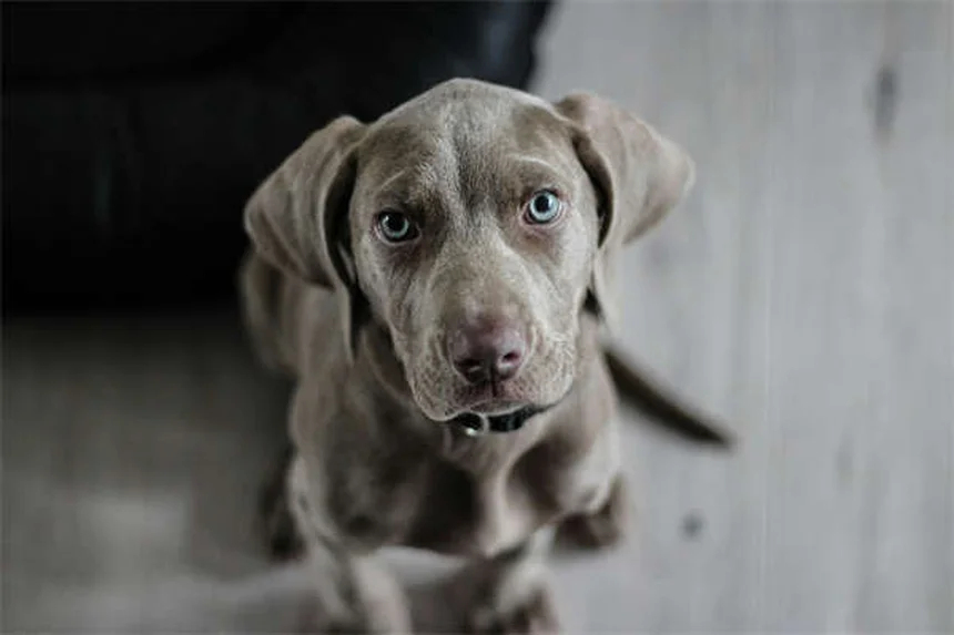 犬のスノーノーズとは？原因から見分け方、心配すべき症状まで徹底解説