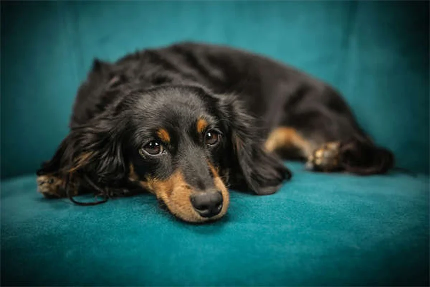 ペットと旅行する5つの必須ポイント｜愛犬・愛猫と安全に楽しむコツ