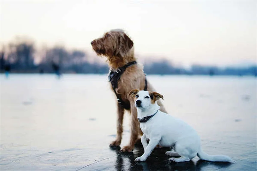犬が飼い主を信頼している6つのサインと絆を深める方法