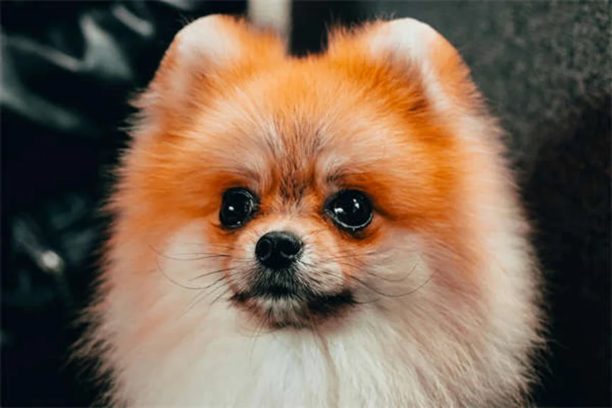 犬が飼い主を信頼している6つのサインと絆を深める方法