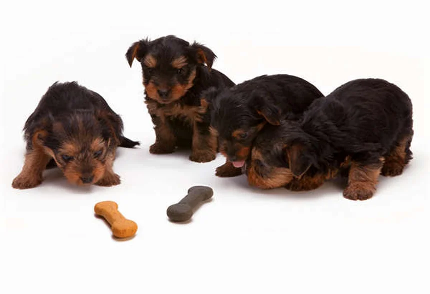 犬や猫を飼う費用のリアル：年間いくらかかる？徹底解説