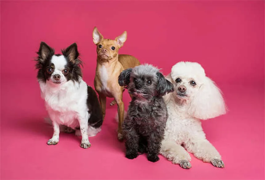 犬用ベナドリル：安全な用量と効果的な使い方