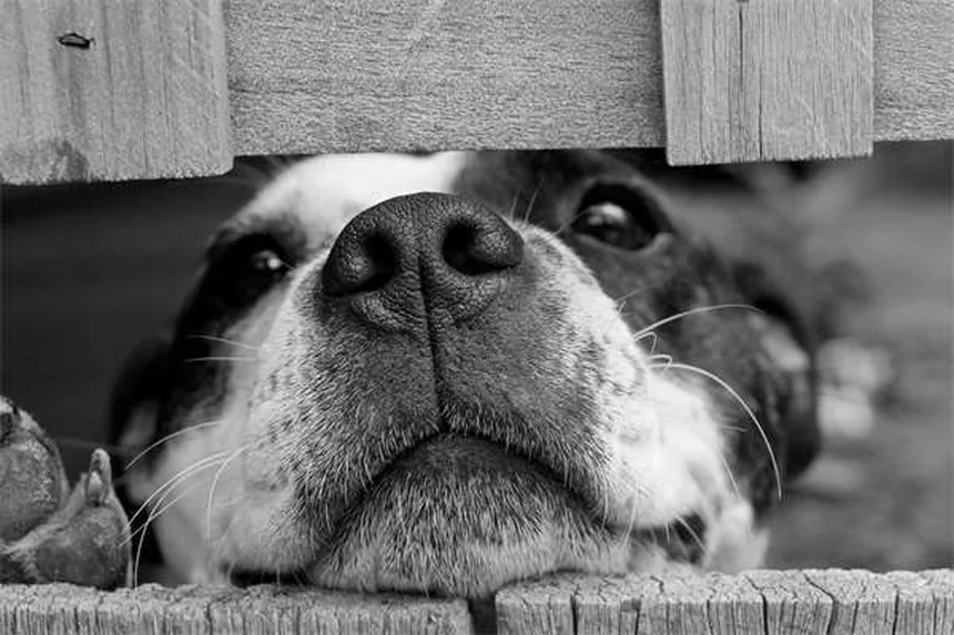 オランダ・ウォームブラッドとは？初心者でも飼える人気スポーツホースの魅力と飼育法