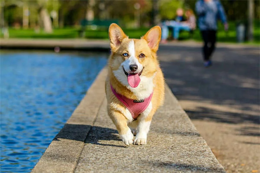 タイロシンタルトラートとは？犬や猫への効果・副作用・使い方を徹底解説