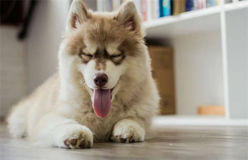 タイロシンタルトラートとは？犬や猫への効果・副作用・使い方を徹底解説